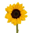 Discounted Medium Sunflowers