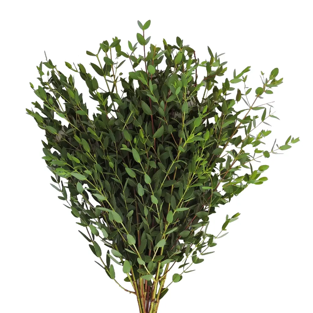 Eucalyptus Parvifolia 
