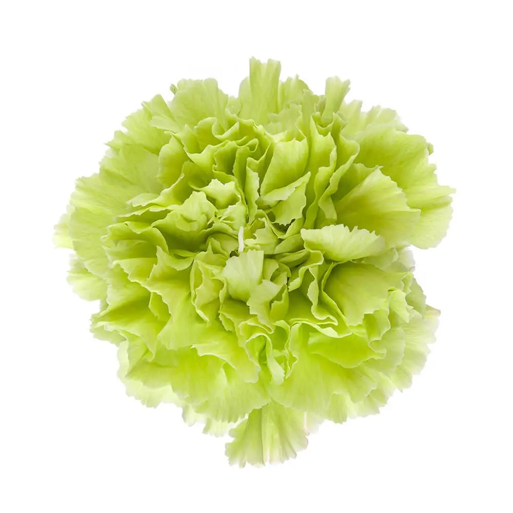26TH LG Carnations Green Voragine 