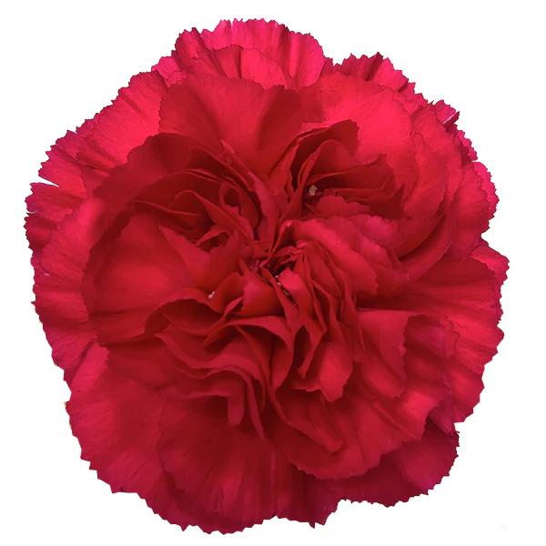 26TH LG Carnations Hot Pink Zepplin