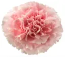 26TH LG Carnations Light Pink Misuki 