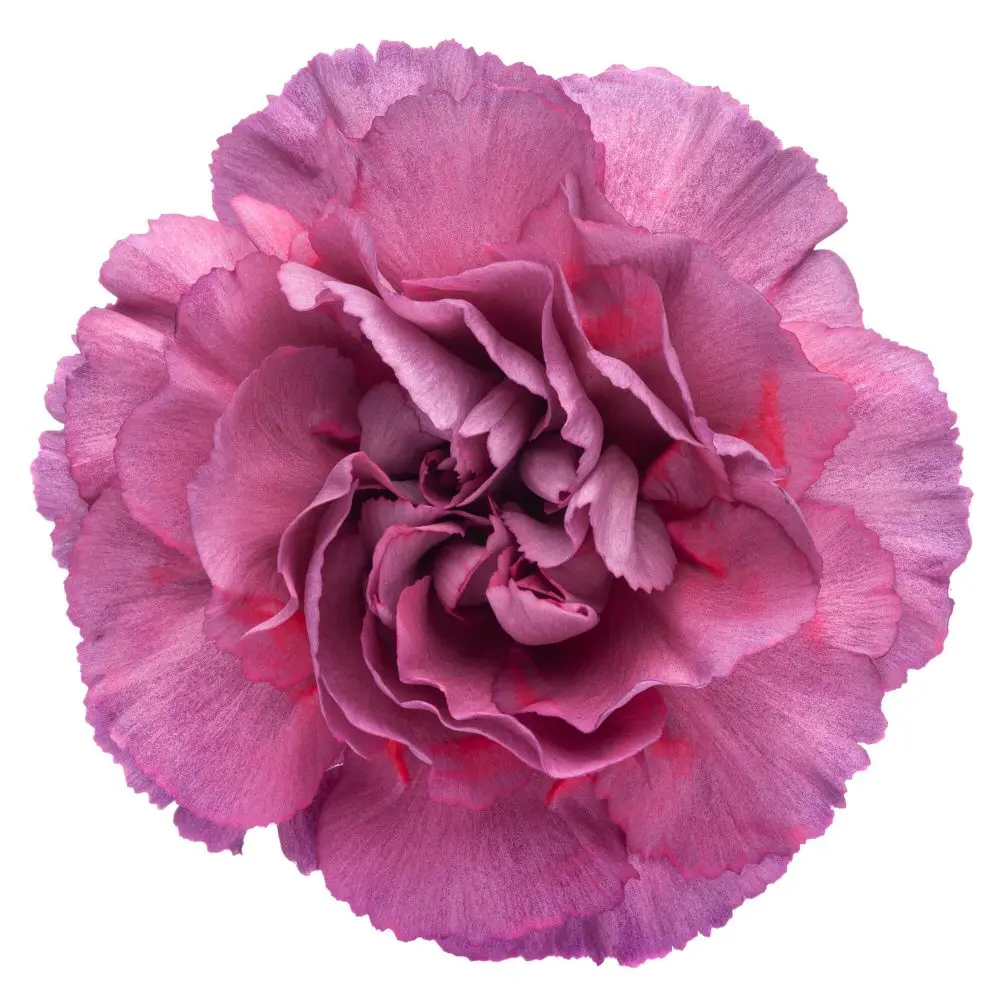 26TH LG Carnations Light Purple Metalica 