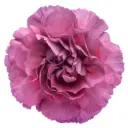 26TH LG Carnations Light Purple Metalica 
