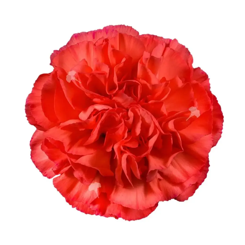 26TH LG Carnations Orange Corallo