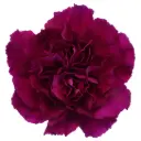 26TH LG Carnations Purple Tiepolo