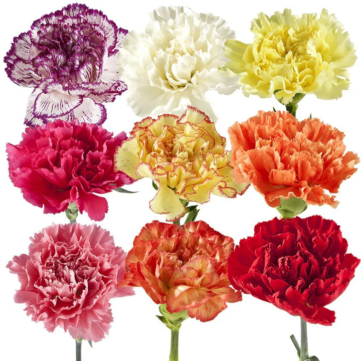 26TH LG Carnations Assorted 