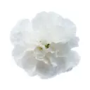 26TH LG Carnations White Moonlight