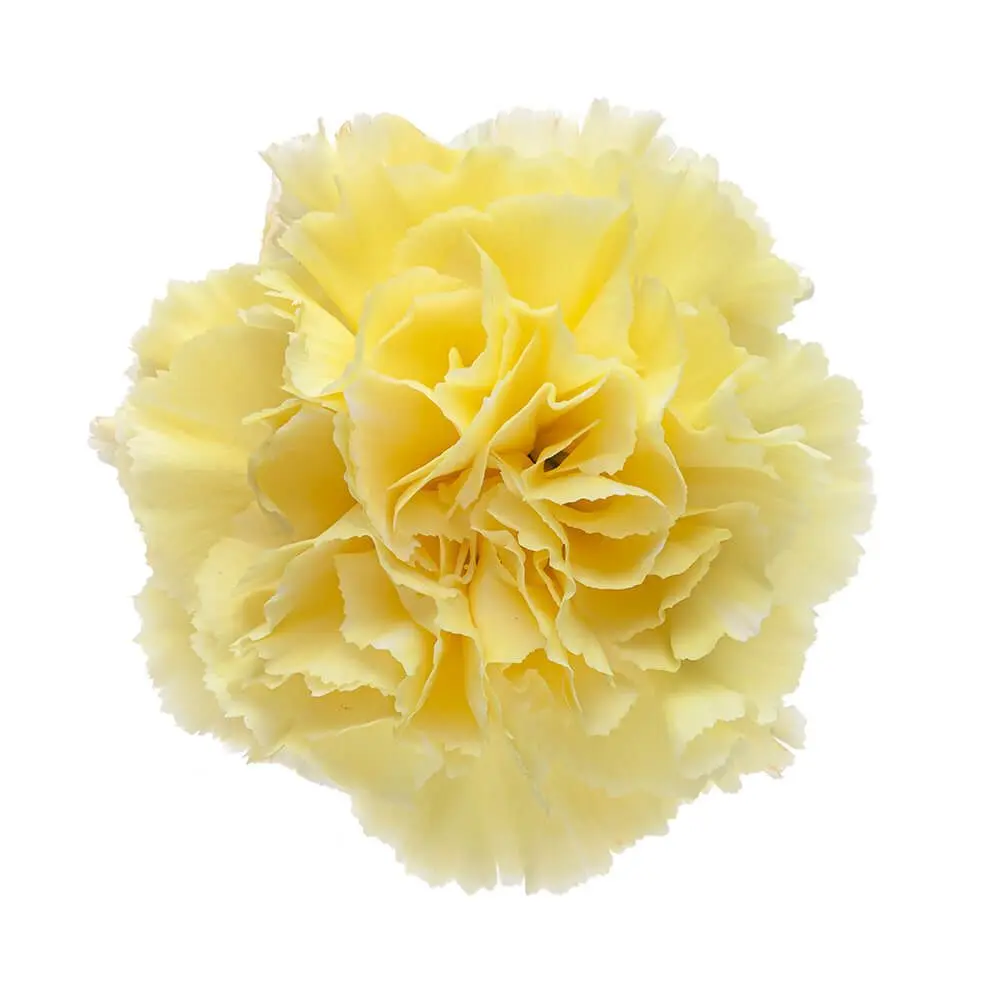 26TH LG Carnations Yellow Diletta 