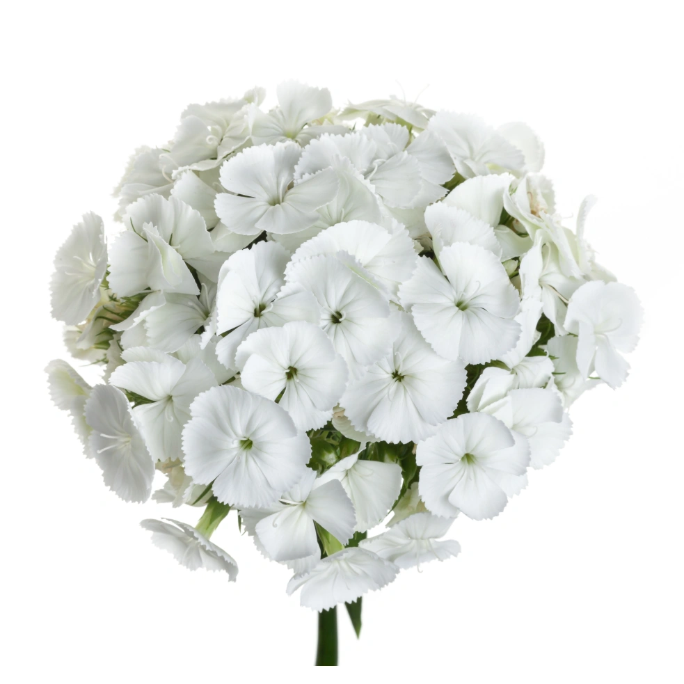 Dianthus Ball White Hera 