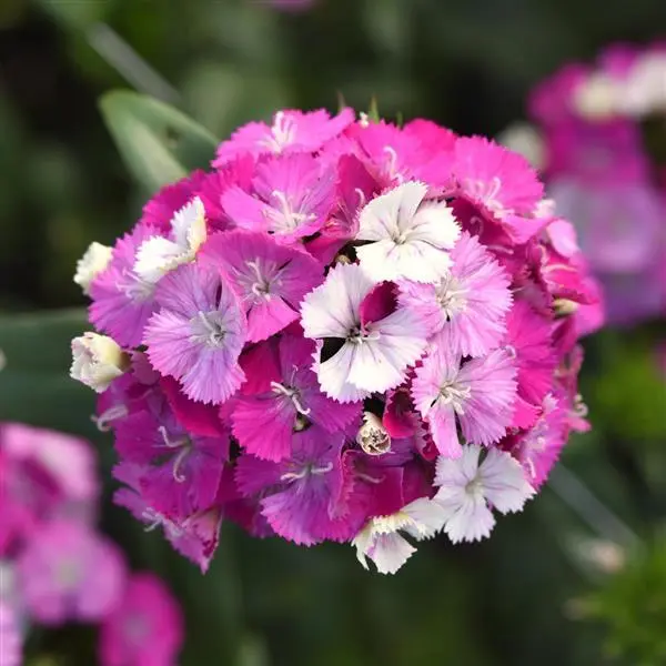 Discounted - Dianthus Ball Assorted (10st)