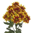 Daisies Yellow/Red Flicks 