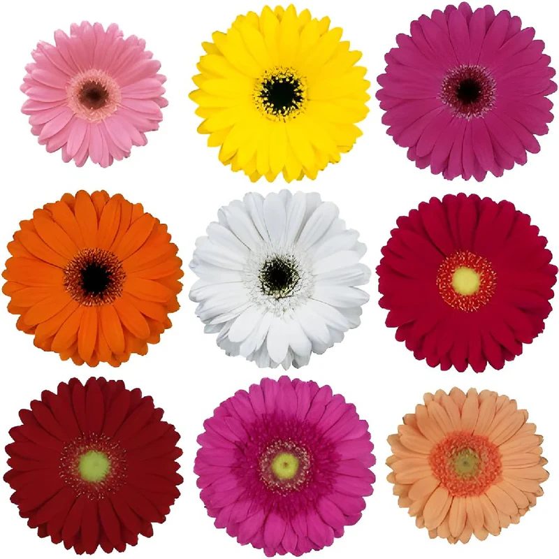 Gerbera Assorted (10st)