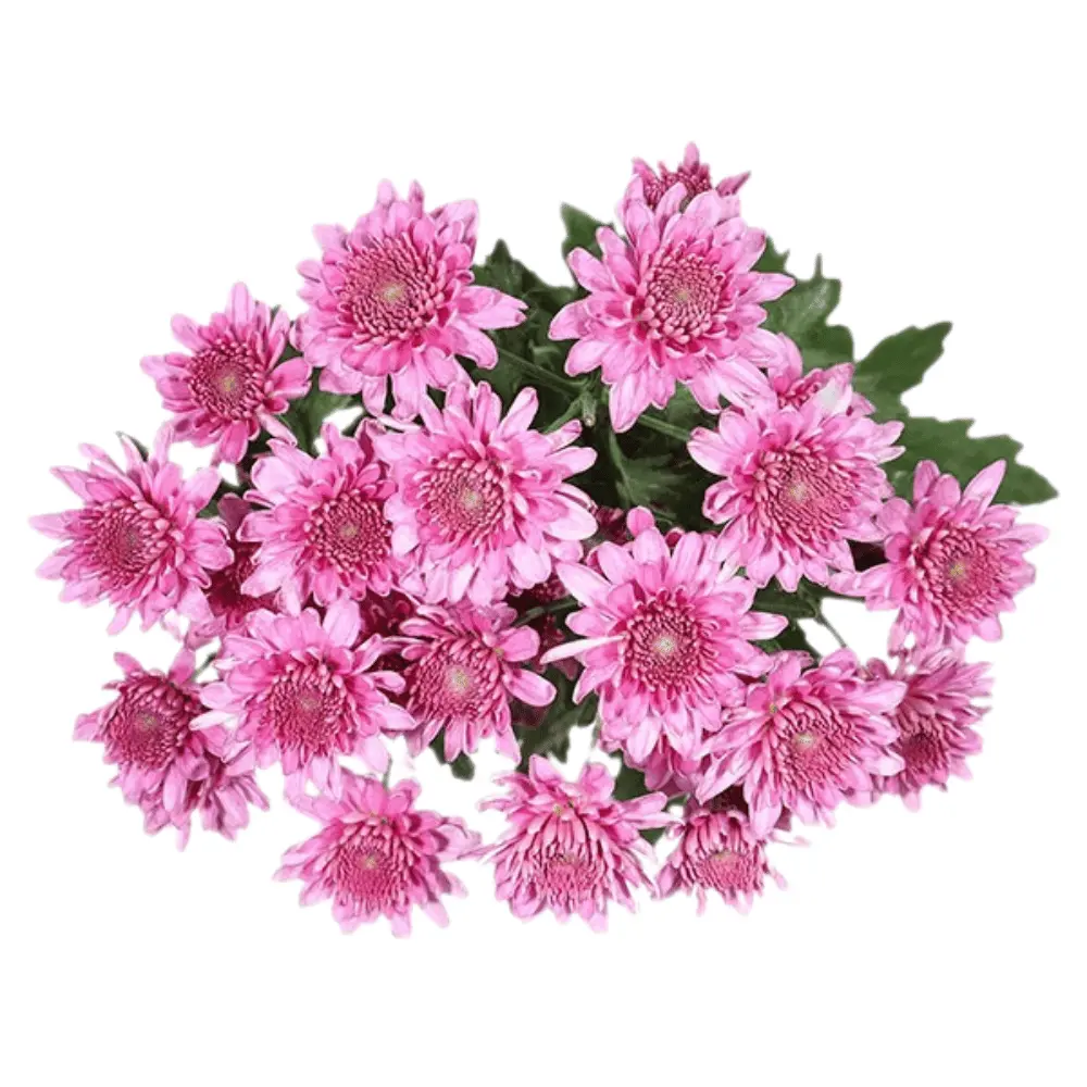 Chrysanthemums Light Lilac Candor 