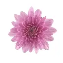 Chrysanthemums Pink Candor 