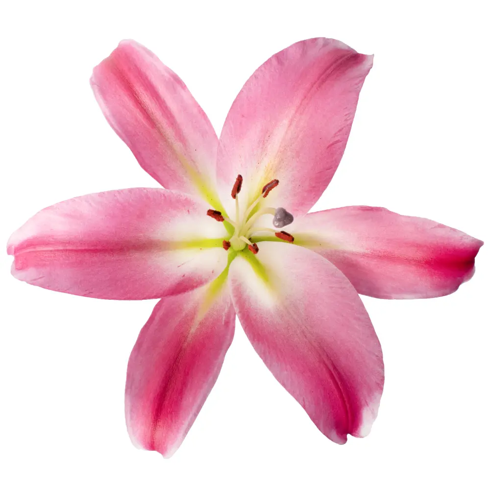 26TH Oriental Lilies Pink Tabledance