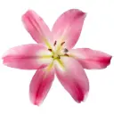 26TH Oriental Lilies Pink Tabledance