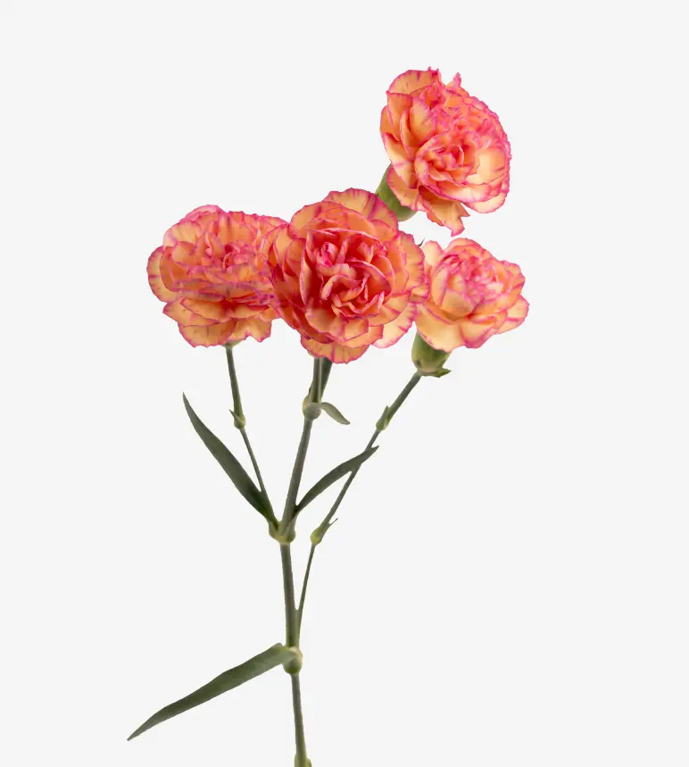 26TH Mini Carnations Bi-Color Cream/Pink Jester 