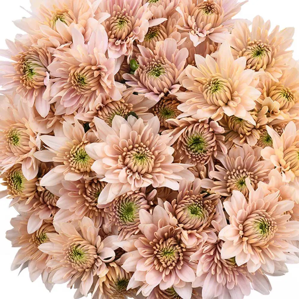 Chrysanthemums Vintage Dorothy
