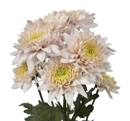 Chrysanthemums Vintage Romancero 