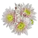 Chrysanthemums Dusty Cream Vintage Romancero 