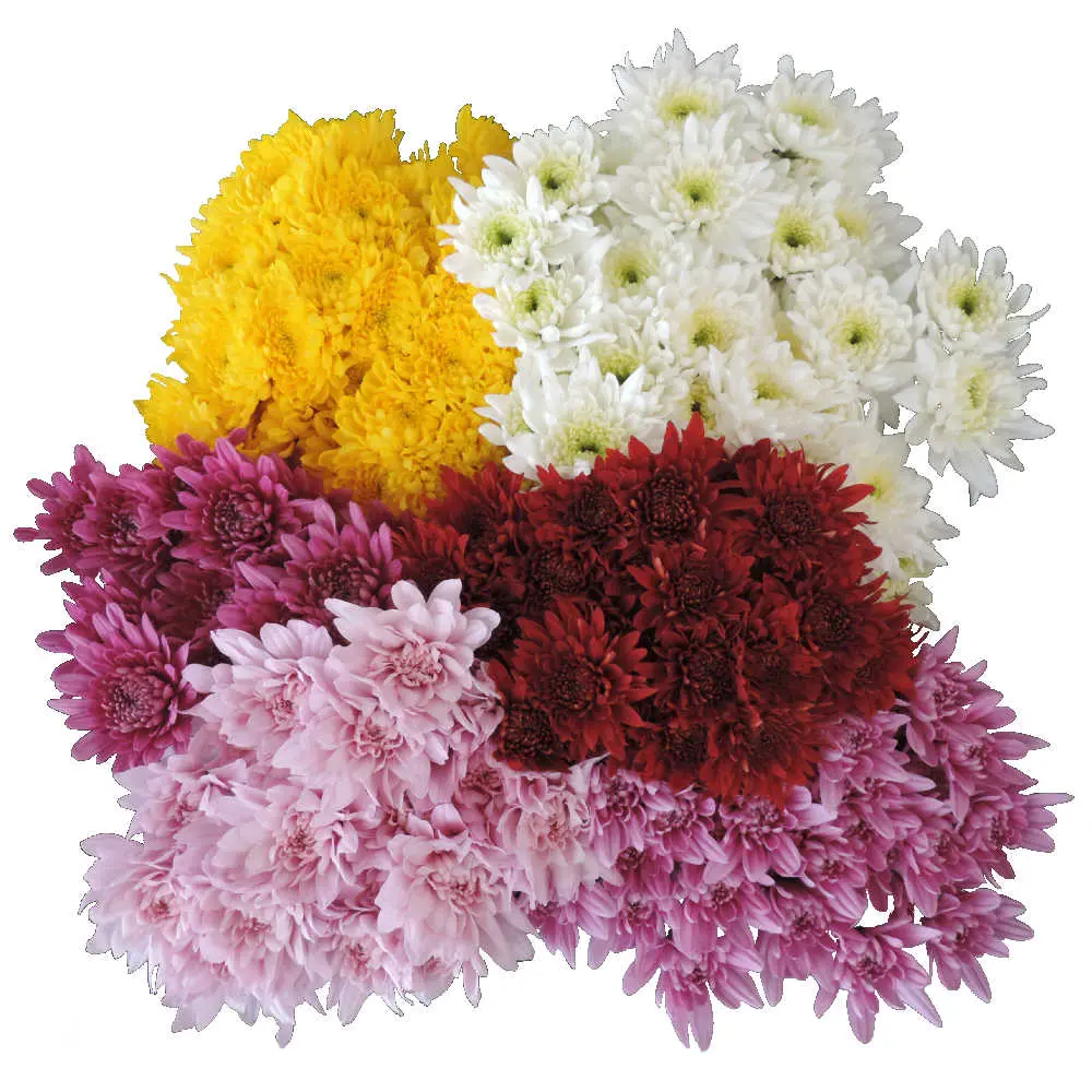  26TH Chrysanthemums Tinted 