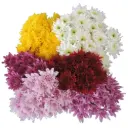  26TH Chrysanthemums Tinted 