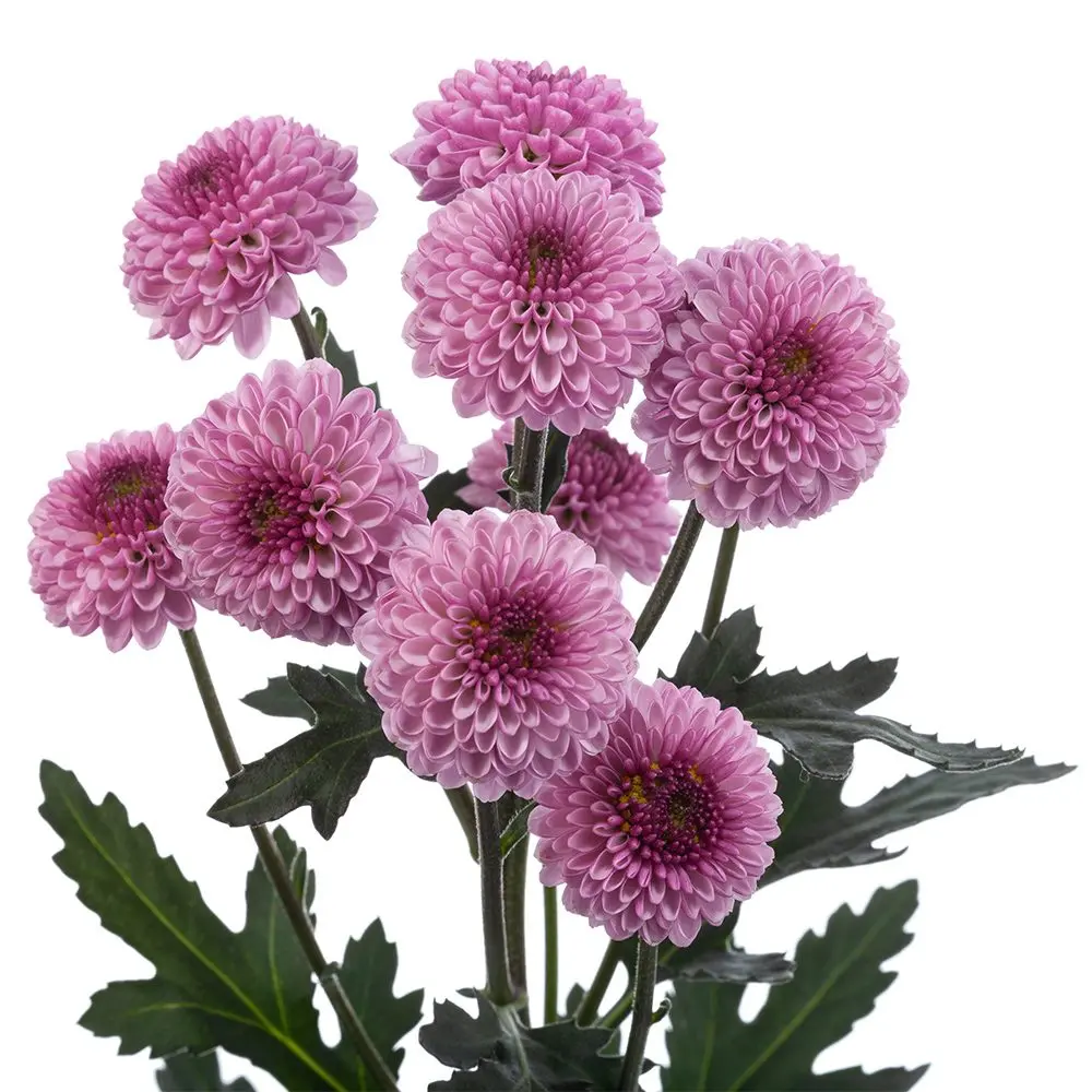 Buttons Lilac Roselle