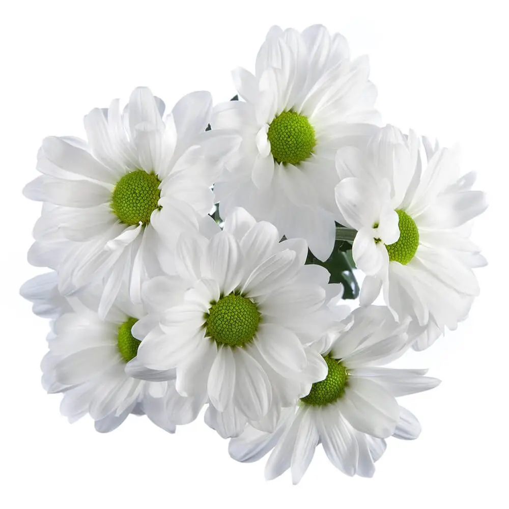 26TH Daisies Assorted 