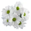 26TH Daisies Assorted 