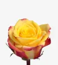 26TH 50cm Rose Hot Sauce