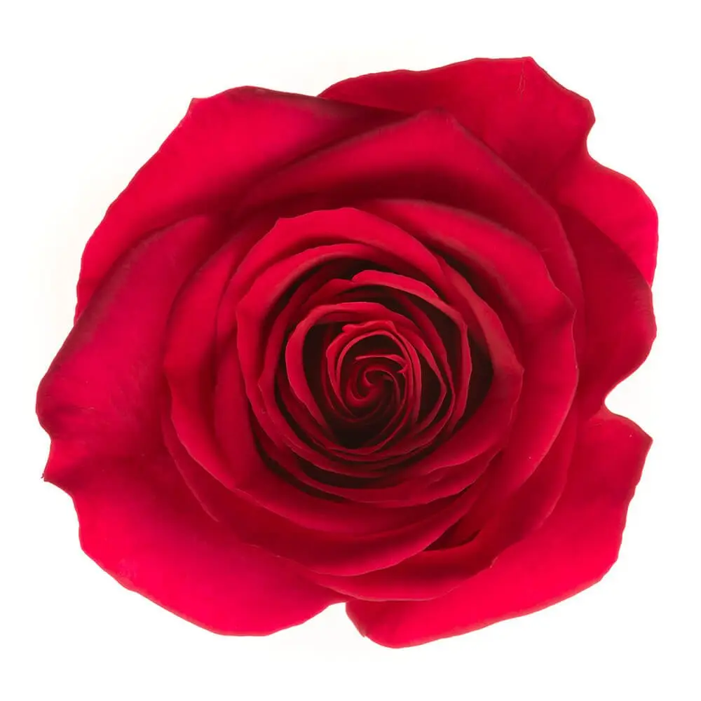 26TH 50cm Rose Queenberry 