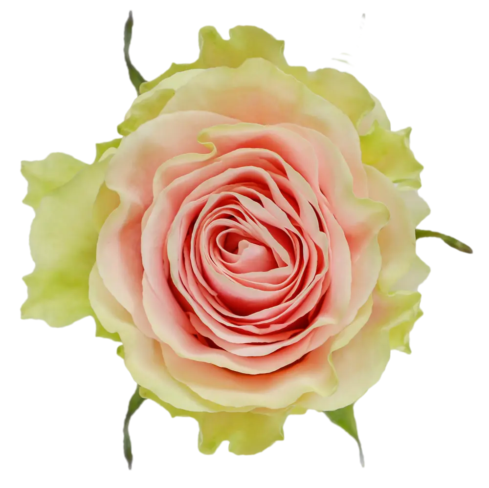 40cm Roses Light Pink Frutetto