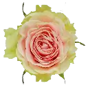 40cm Roses Light Pink Frutetto