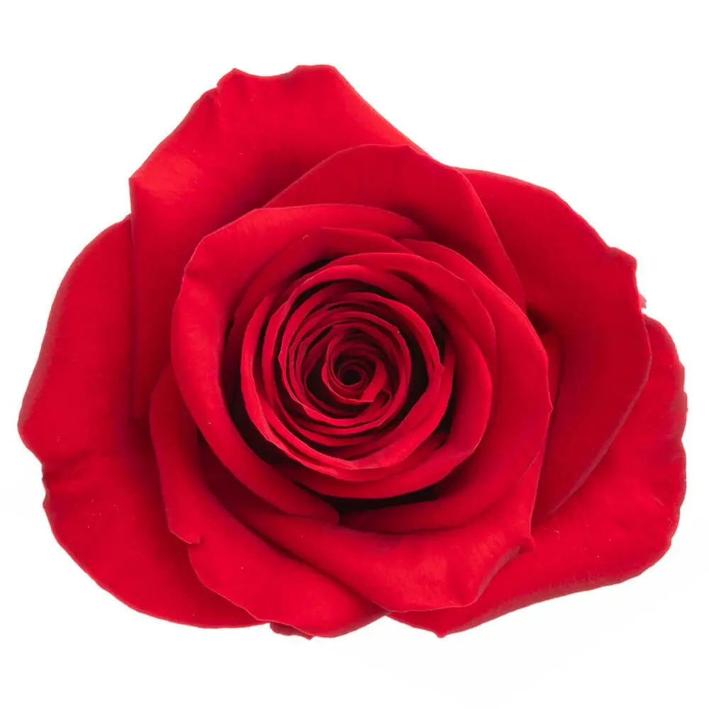 60cm Roses Red Freedom 