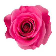 50cm Rose Medium Pink Tabatha 