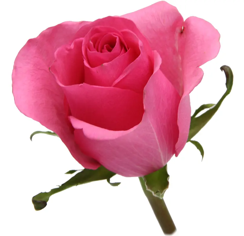 50cm Rose Medium Pink Tabatha 