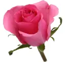 50cm Rose Medium Pink Tabatha 