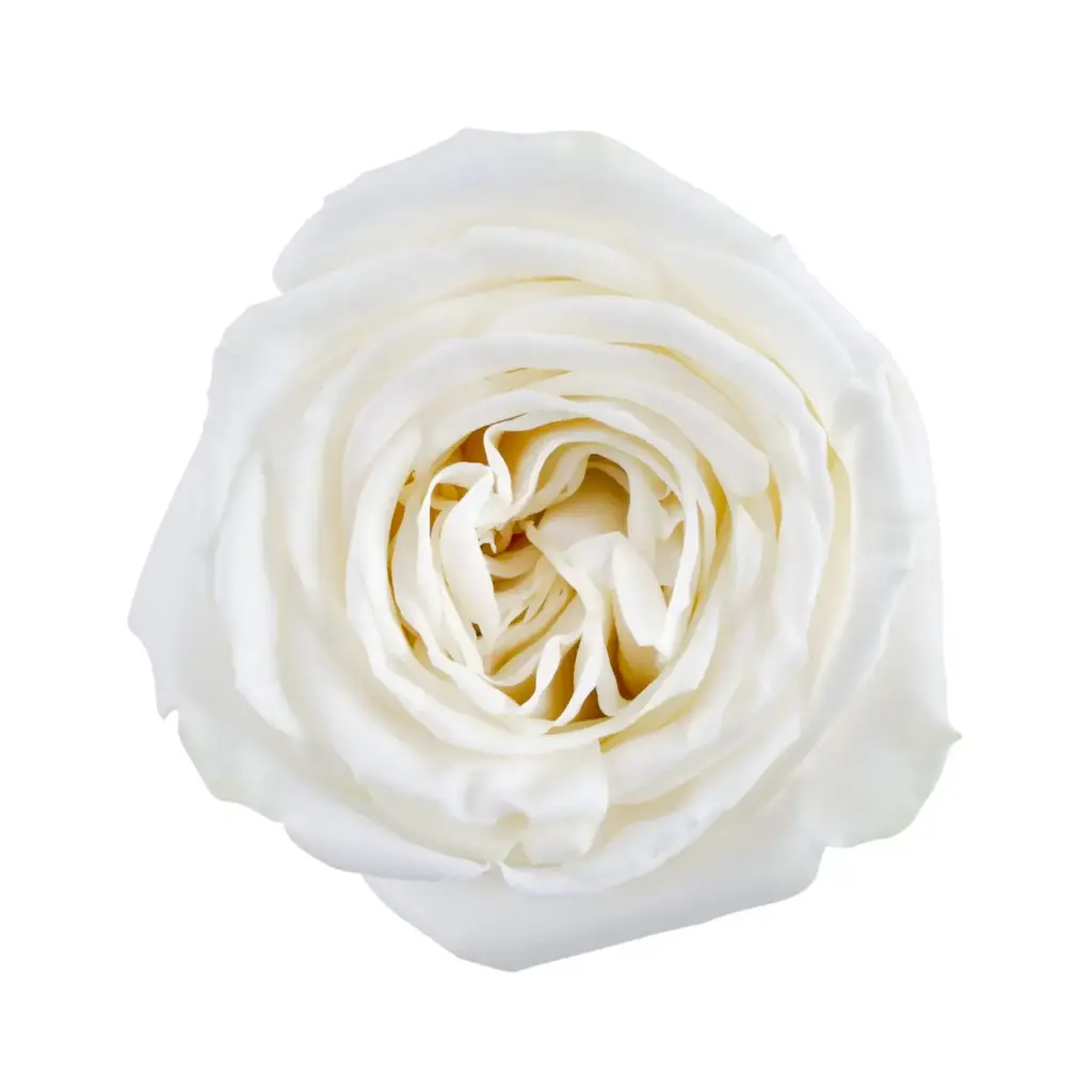 40cm Garden Roses White Playa Blanca