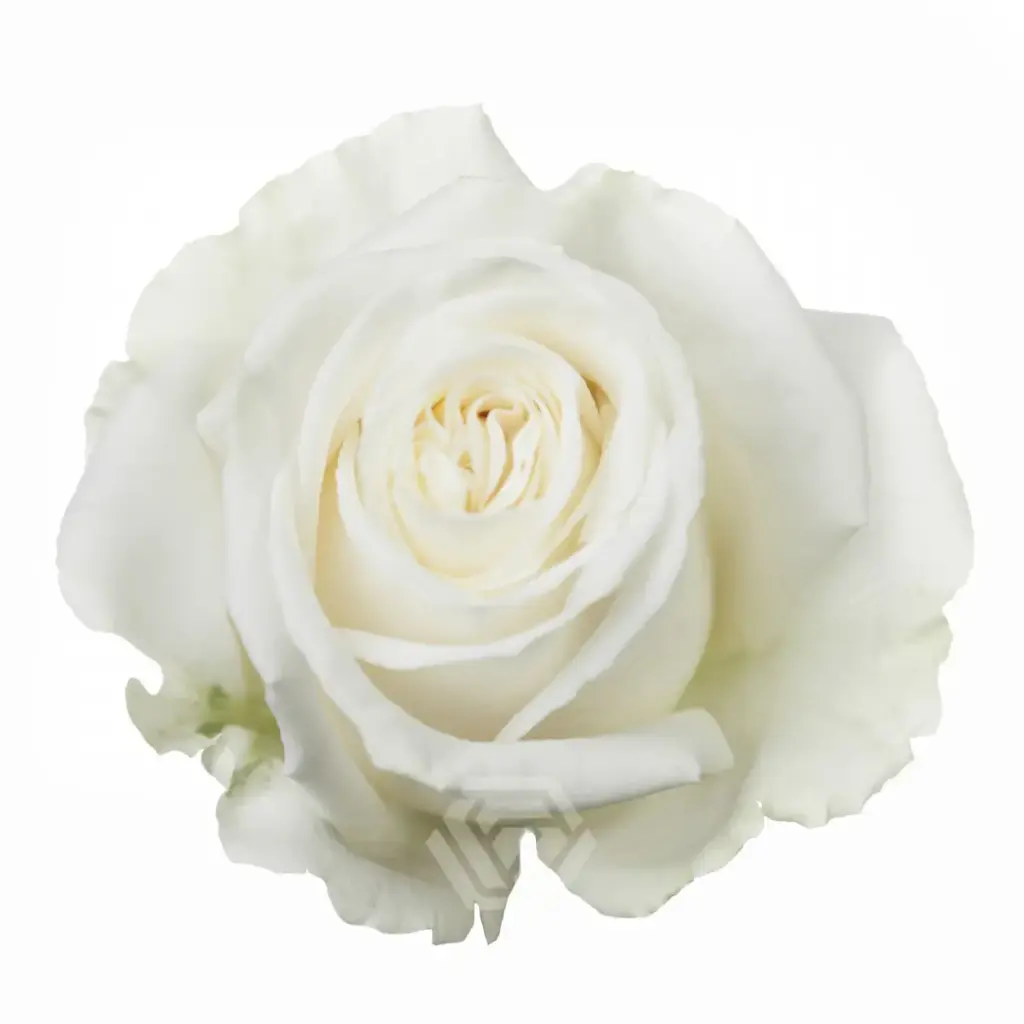 40cm Roses White Playa Blanca