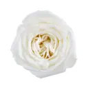40cm Garden Roses White Playa Blanca