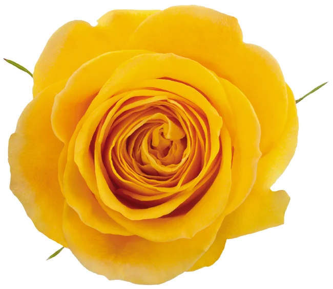 50cm Roses Yellow Brighton