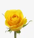 26th 50cm Roses Brighton Yellow 