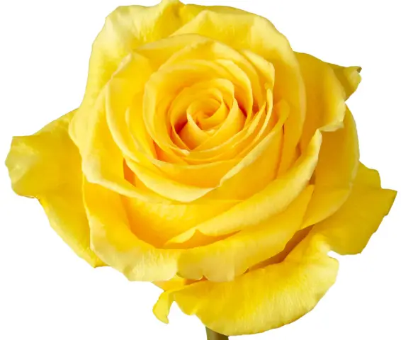 26th 40cm Roses Yellow Summer Romance 