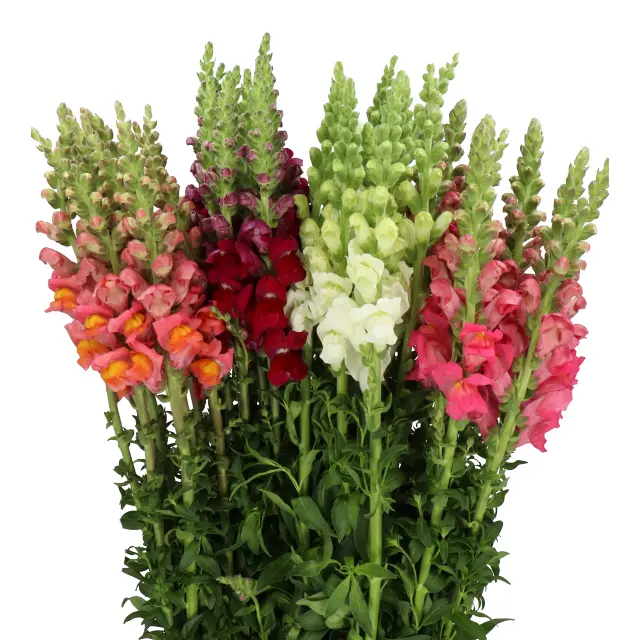 Snap Dragon Assortment 