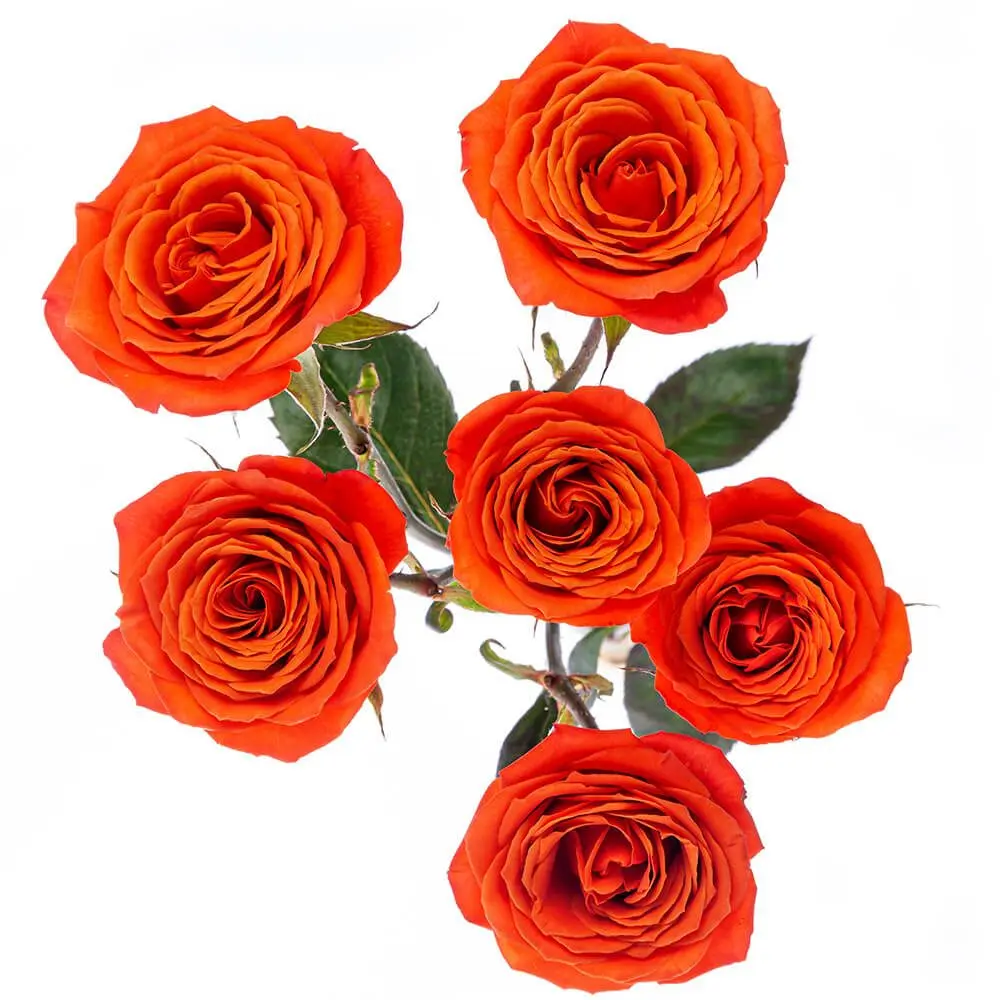 Spray Roses Orange Lava Sensation