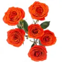 Spray Roses Orange Lava Sensation