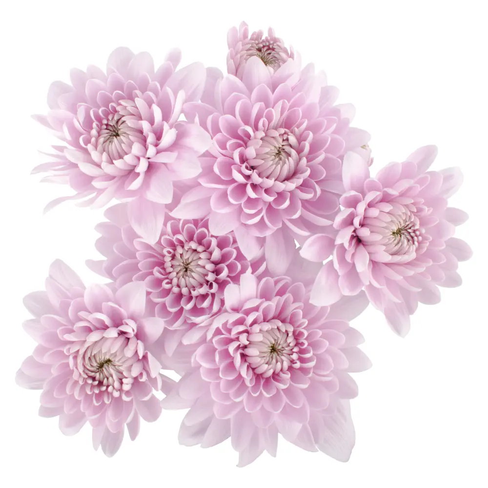 Chrysanthemums Baby Pink Yolanda 