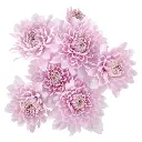 Chrysanthemums Baby Pink Yolanda 