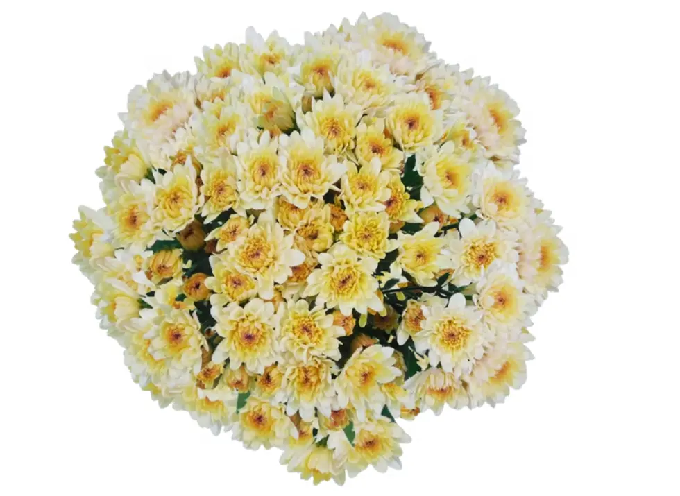 Chrysanthemums Cream/Pale Pink Candy 