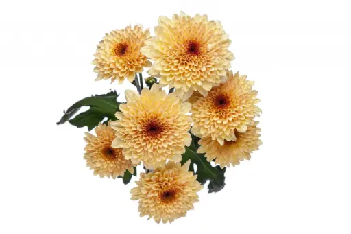 Chrysanthemums Creme Brulee